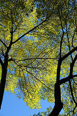 Image showing looking up in the fall