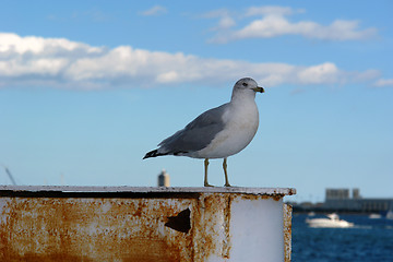 Image showing Portrait of a SeaGull