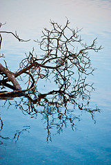 Image showing Tree reflection