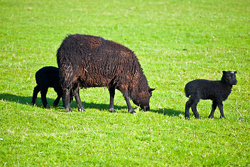 Image showing grazing sheep