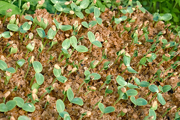 Image showing Small watermelon seedling