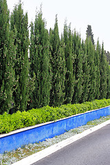 Image showing Hedge trees