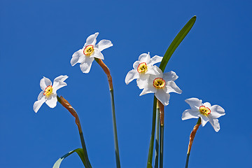Image showing Group of narcissus flowers