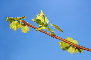 Image showing Young leaves of grapes