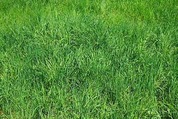 Image showing Green grass as herbal texture