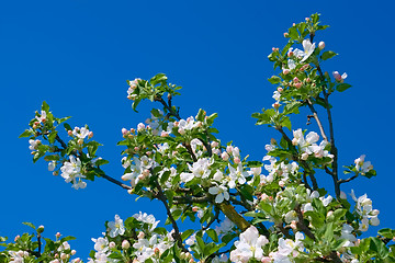 Image showing Flowering apple branch