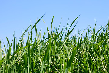 Image showing Green grass against blue sky