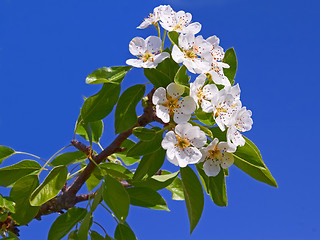 Image showing Flowering apple branch close-up
