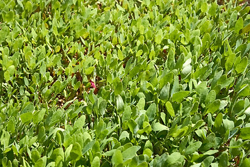 Image showing Small orache plants