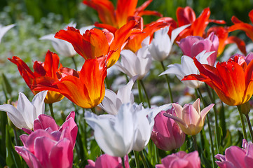 Image showing Red, white and pink tulips in spring