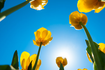 Image showing yellow tulips