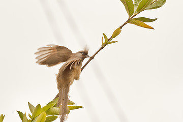 Image showing Speckled Mousebird