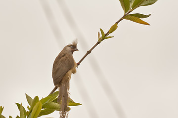 Image showing Speckled Mousebird