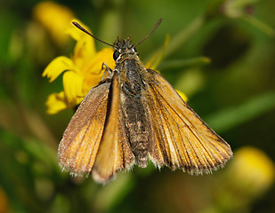 Image showing Yellow Moth