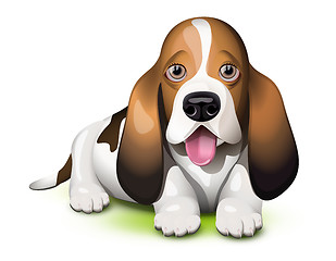 Image showing Basset Hound puppy