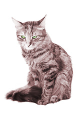 Image showing Cat