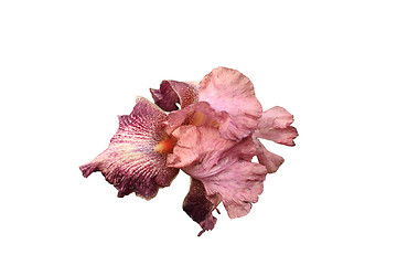 Image showing iris flower pink and purple on white background