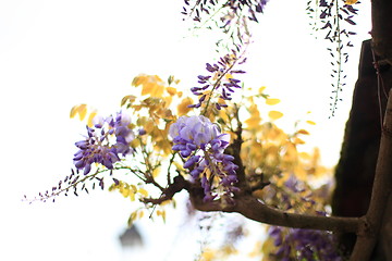 Image showing wisteria flower, purple and blue against days