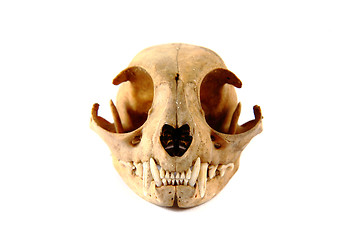 Image showing cat skull