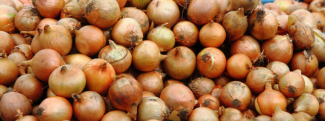 Image showing onion background