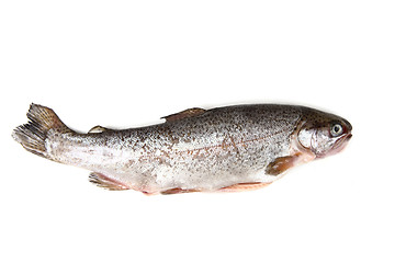 Image showing trout fish