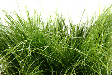 Image showing green grass background with water drops