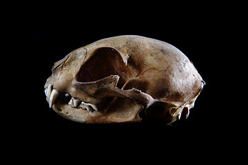 Image showing cat skull