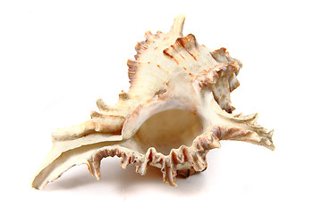 Image showing nice exotic sea shell 