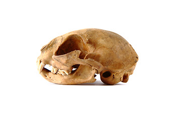 Image showing cat skull