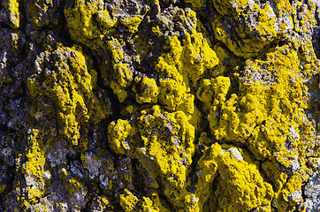 Image showing Background mossy tree trunk shadows macro closeup 