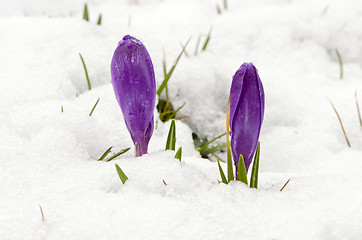 Image showing Crocus saffron violet blooms spring flowers snow 