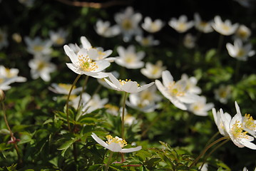 Image showing wood anemone