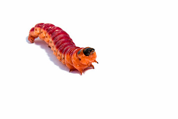 Image showing  Bright colourful caterpillar on a white background