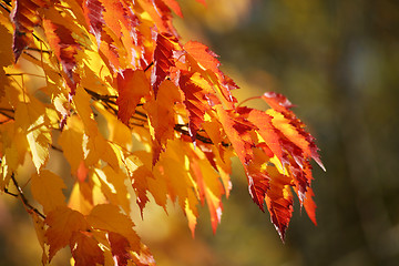 Image showing autumn colors