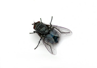Image showing House Fly