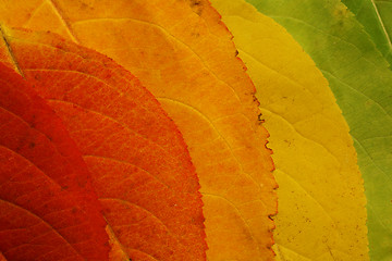 Image showing autumn leaf palette