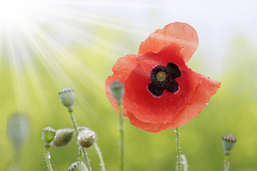 Image showing poppies after rain