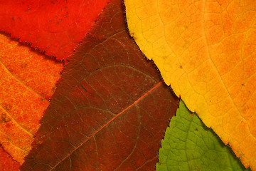 Image showing autumn leaf mosaic