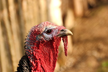 Image showing colorful bird