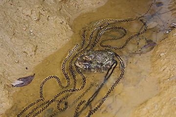 Image showing frogs making eggs