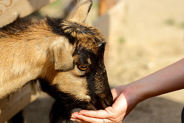 Image showing goat eating from hand