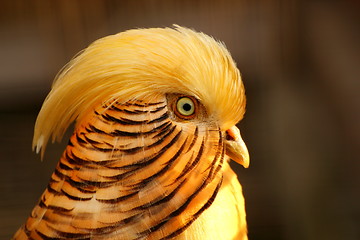 Image showing golden pheasant