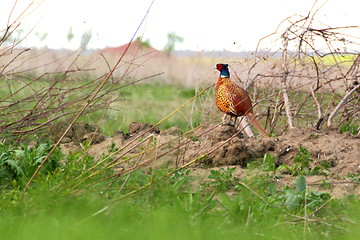 Image showing pheasant in spring