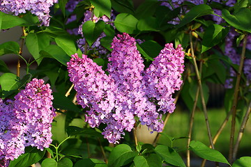 Image showing spring lilac