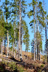 Image showing spruce forest