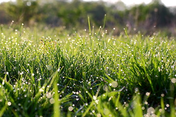 Image showing wet grass in the morning light