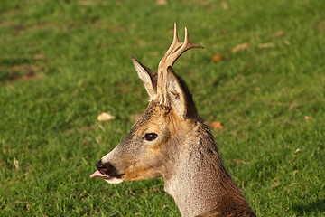 Image showing young buck