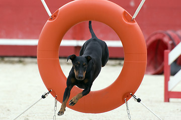 Image showing Manchester Terrier in agility