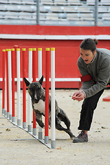 Image showing  bull terrier in agility