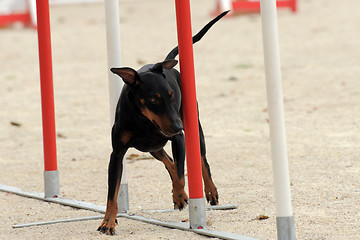 Image showing Manchester Terrier in agility